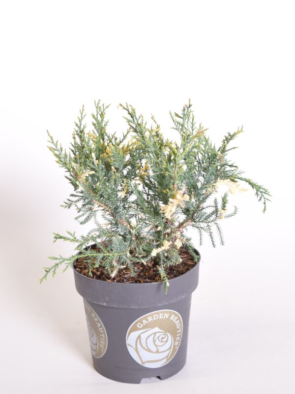 Pfitzeri kadakas 'White Splash' P26 40-50cm