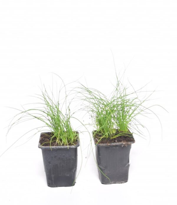 Murulauk P8 Eestis kasvatatud