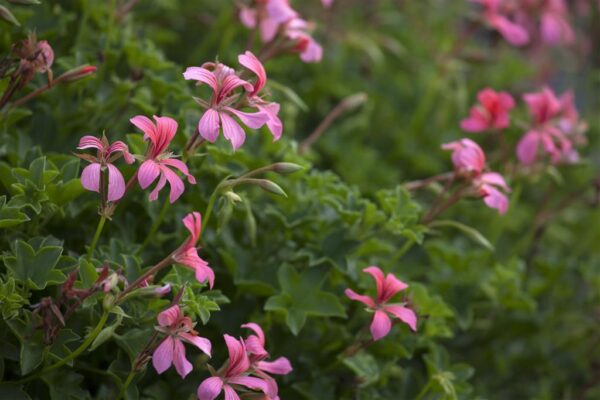 Ripp-pelargoon P10,5/P12 erinevad