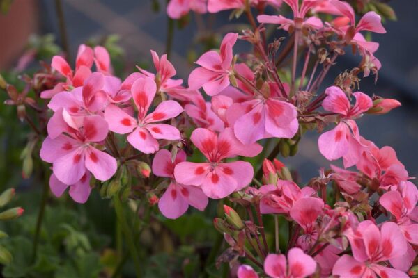 Ripp-pelargoon P10,5/P12 erinevad