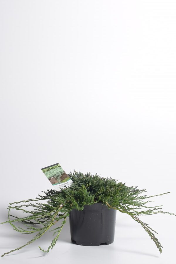 Roomav kadakas 'Wiltonii' P19 25-30cm