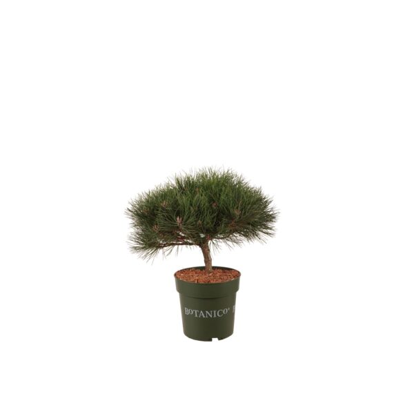 Must mänd 'Bambino' P24 30-40cm