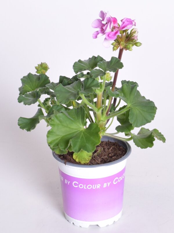 Viirpelargoon P10,5 erinevad