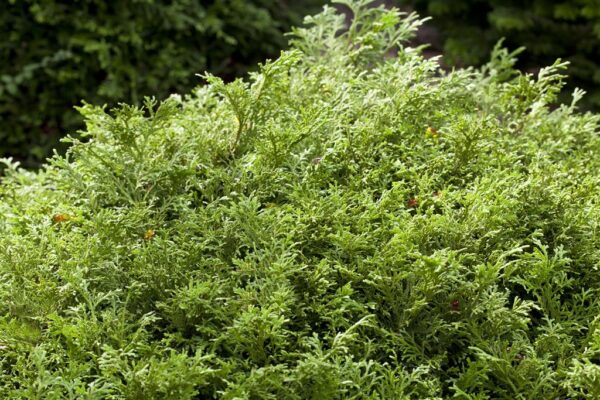 Hiibapuu P23 40-50cm