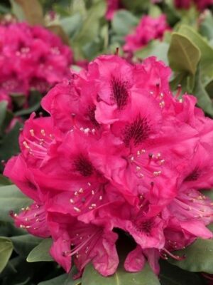 Rododendron ‘Nova Zembla’ P32 60-70cm