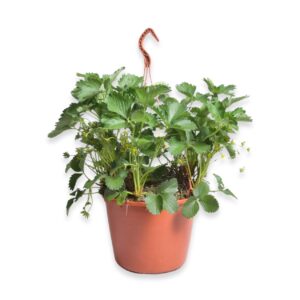 Aedmaasikas ‘Elsanta’ P25 amplis