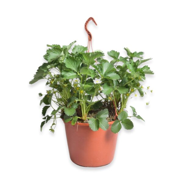 Aedmaasikas 'Elsanta' P25 amplis