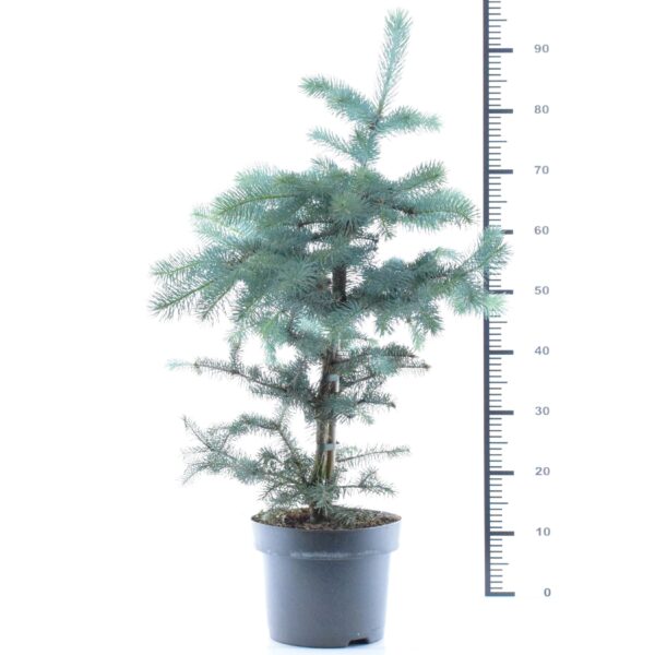 Torkav kuusk 'Blue Diamond' P23 40-50cm