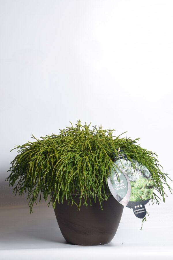 Mägi-ebaküpress 'Filifera Aurea' P26 35cm