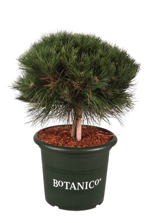 Must mänd 'Marie Bregeon' P40 30-40cm