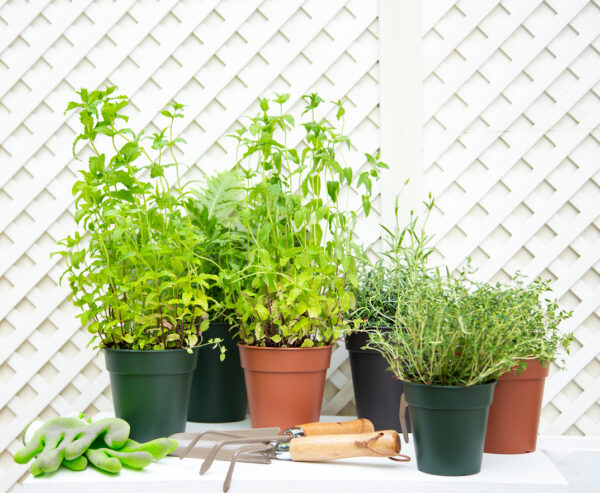 Istutuspott Madagascar To Grow Ø50cm hallikasroheline