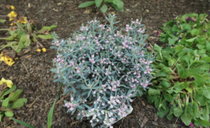 Harilik küüvits ‘Blue Lagoon’ P19 25-30cm