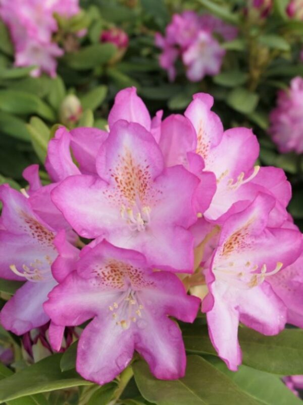 Rododendron 'Eija' P23 40-50cm