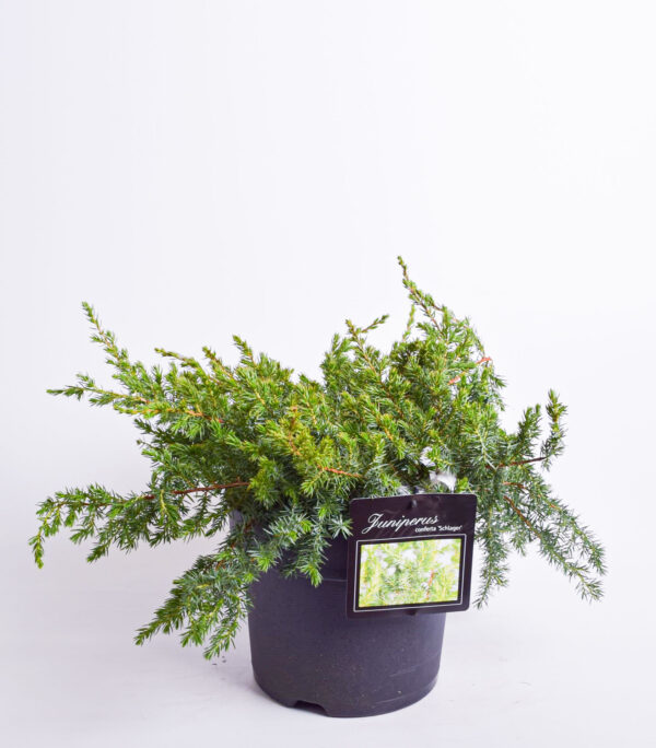 Randkadakas 'Schlager' P26 30-40cm