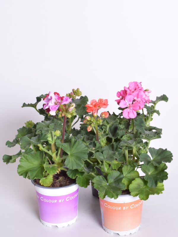 Viirpelargoon P10,5 erinevad