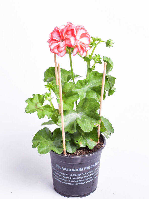 Ripp-pelargoon P10,5/P12 erinevad