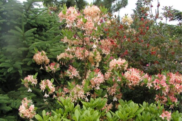 Asalea 'Chanel' P23 40-50cm