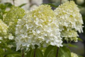 Aedhortensia ‘Limelight’ P23 100cm tüvel