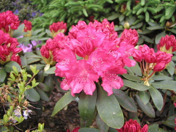 Rododendron 'Astrid' P23 50-80cm