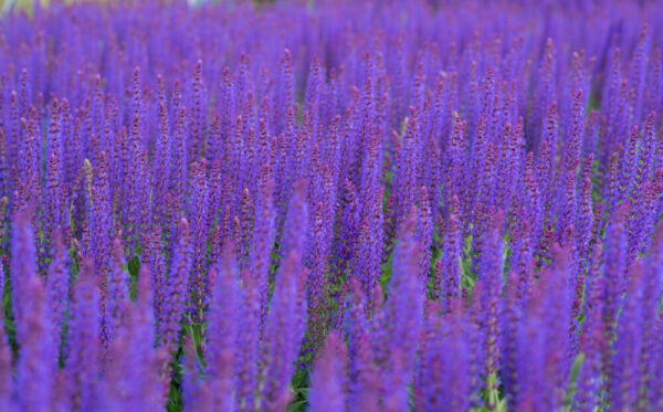 Metssalvei 'Ostfriesland' P12 Eestis kasvatatud