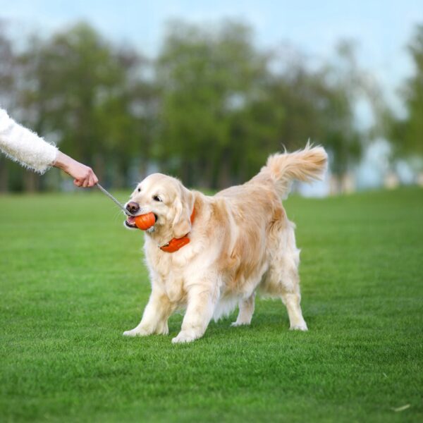 Mänguasi koerale pall nööriga oranž Ø9cm/30cm