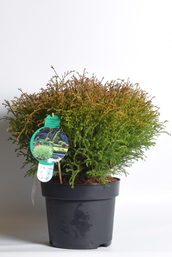 Harilik elupuu 'Mr Bowling Ball' P22 40-50cm