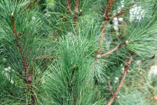 Must mänd 'Oregon Green' P34 80-100cm