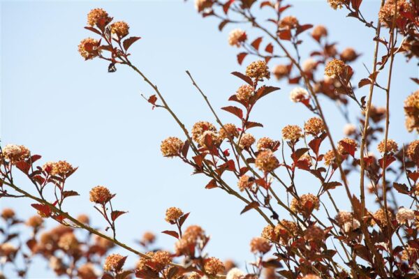 Lodjap-põisenelas 'Little Devil' P19