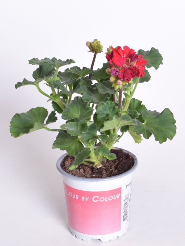 Viirpelargoon P10,5 erinevad