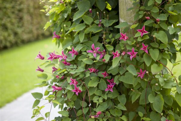 Elulõng 'Princess Diana' P17 70cm XXL