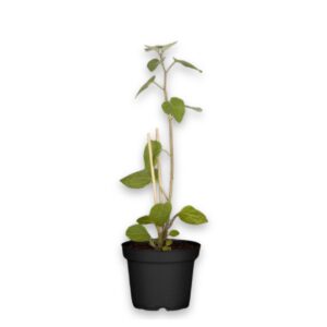 Füüsal P12 Eestis kasvatatud