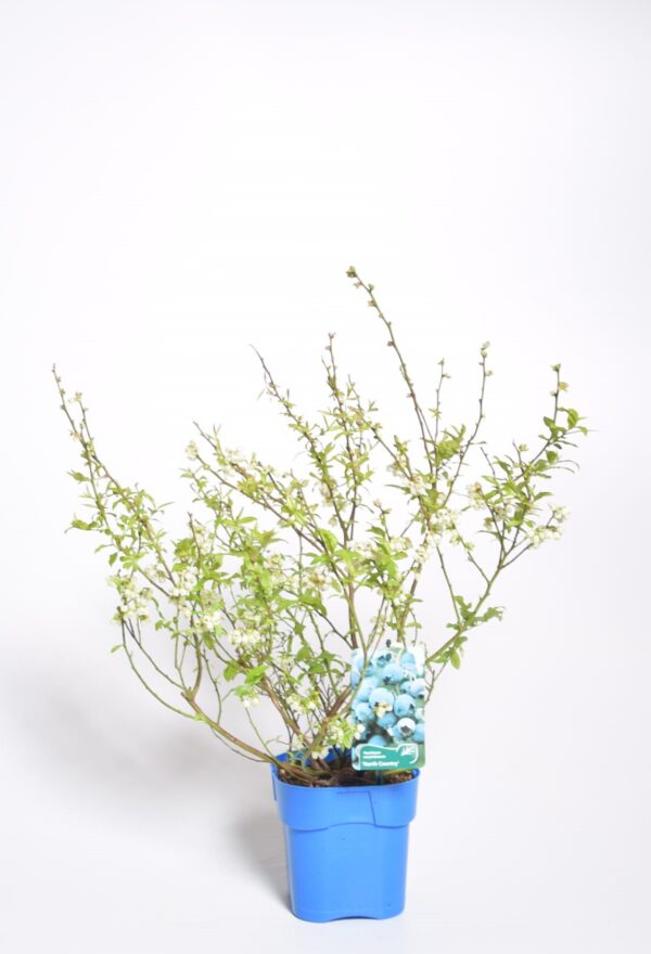 Kännasmustikas 'North Country' P19 30cm