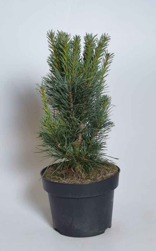 Harilik mänd 'Fastigiata' P23 30-40cm