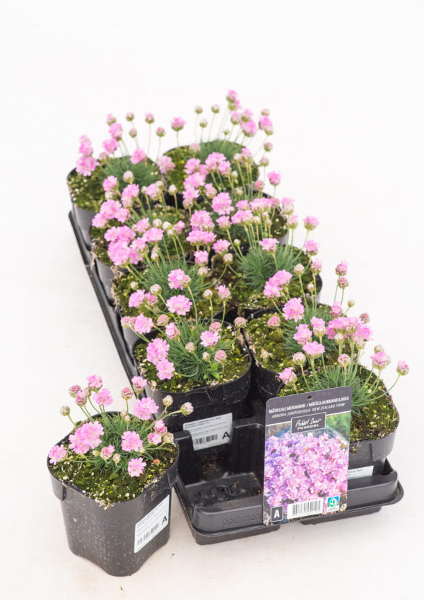 Mätasjas merikann 'New Zealand Form' P12 Eestis kasvatatud