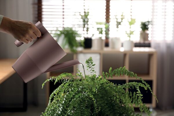 Kastekann Ibis 2L roheline