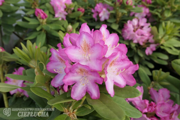 Rododendron 'Eija' P23 40-50cm