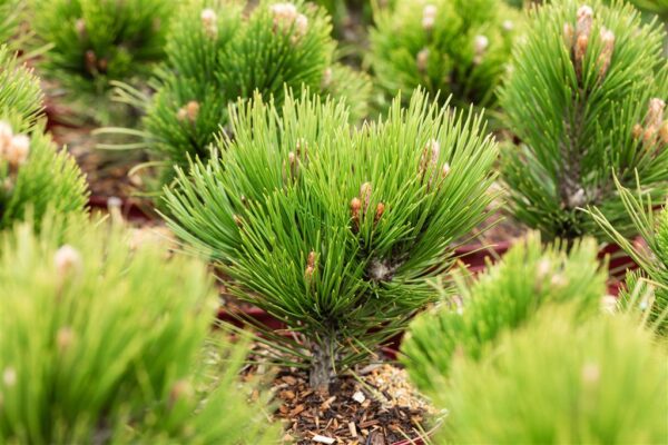 Valgekooreline mänd 'Compact Gem' P23 30cm