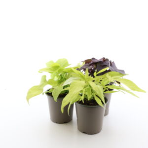 Ilubataat P12/P13 erinevad