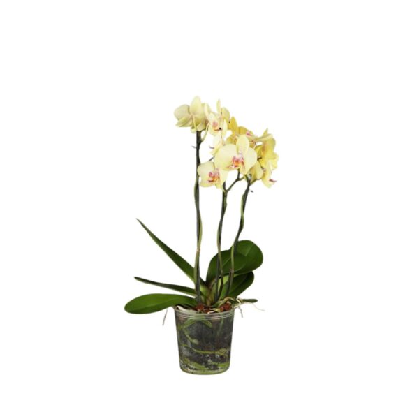 Kuuking 'Anthura Cremona' P12 3 õievart