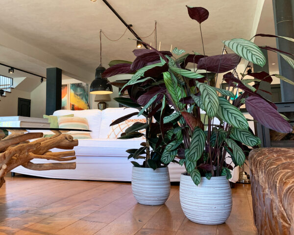 Lillepott Doris Ø33cm kreemikas