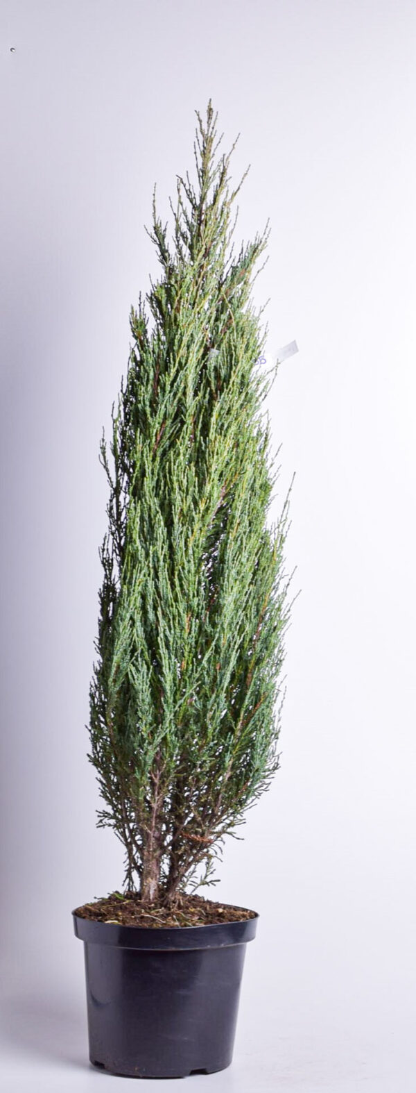 Kaljukadakas 'Blue Arrow' P28 80-100cm