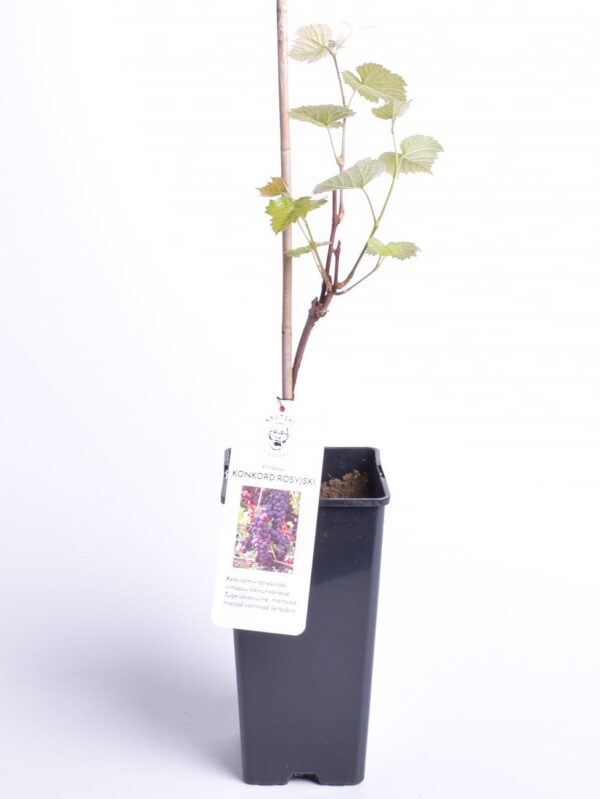 Viinapuu 'Konkord Rosyjski' P17 Eestis kasvatatud