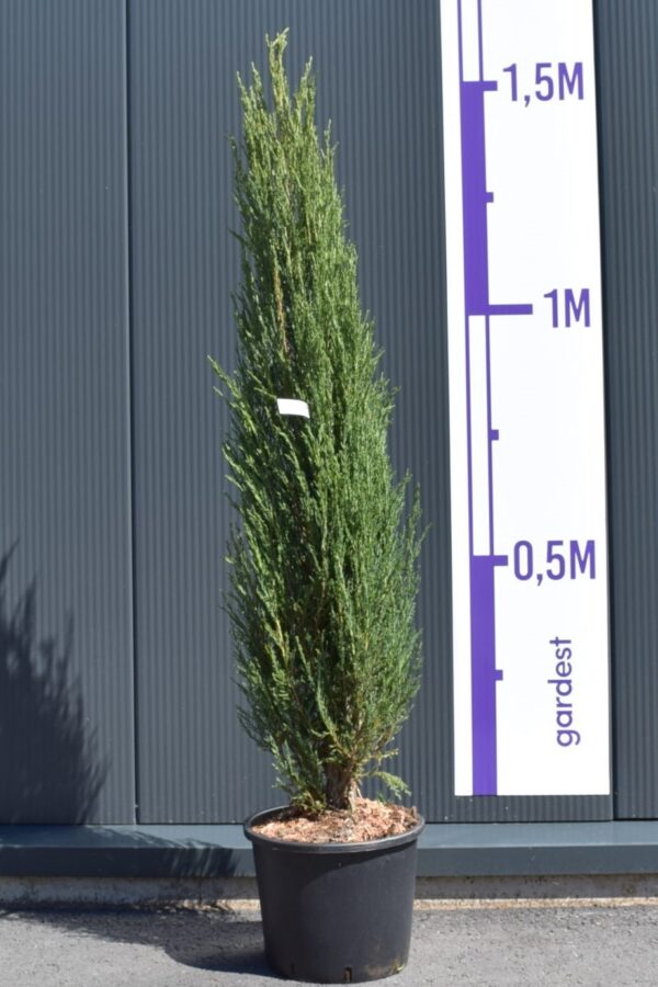 Kaljukadakas 'Blue Arrow' P28 125-150cm