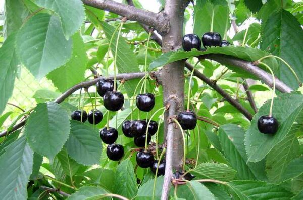 Magus kirsipuu 'Meelika' P20 150cm