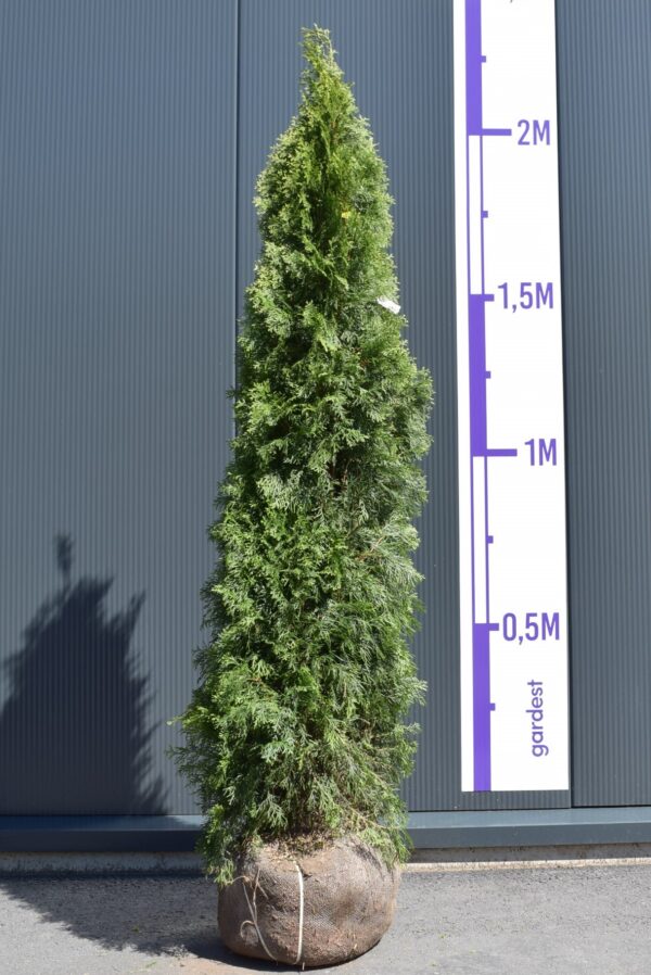 Harilik elupuu 'Smaragd' 180-200cm mullapalliga