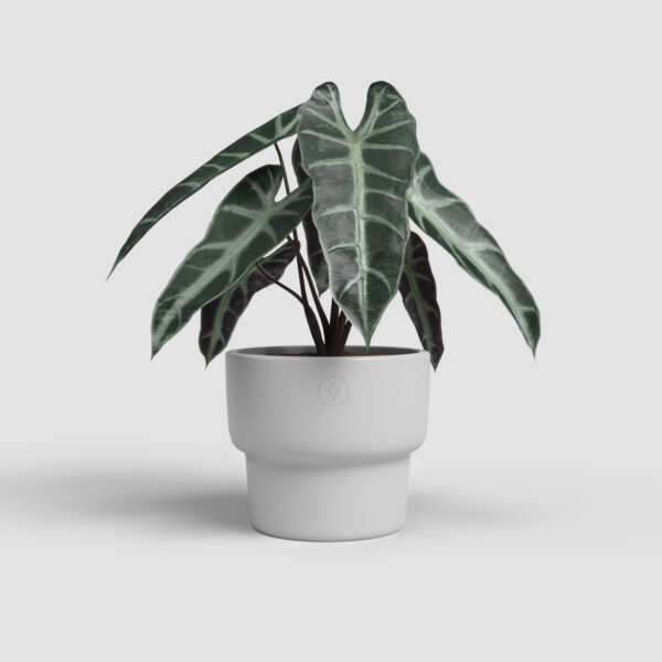 Lillepott Echo High Ø24cm kõrge helehall