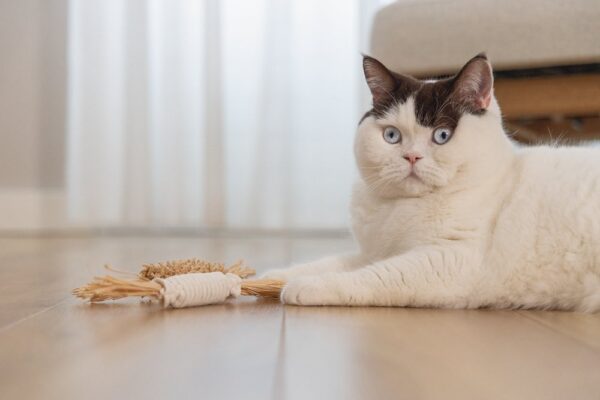 Mänguasi kassile Eco 2tk