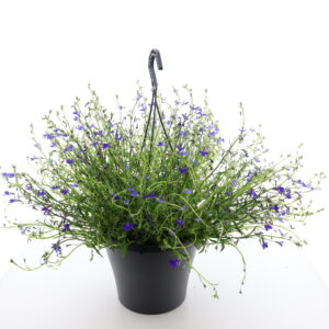 Sinilobeelia P23 amplis