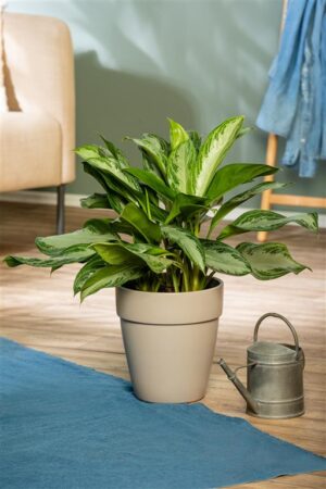 Aglaoneema ‘Silver Bay’ P17