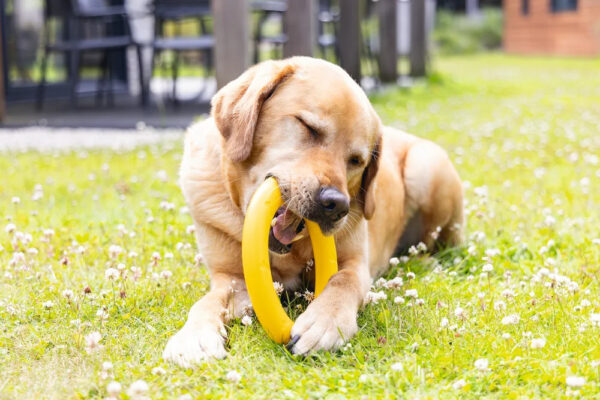 Mänguasi koerale Ring 22cm